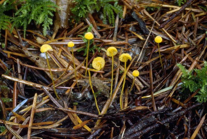 Mycena oregonensis